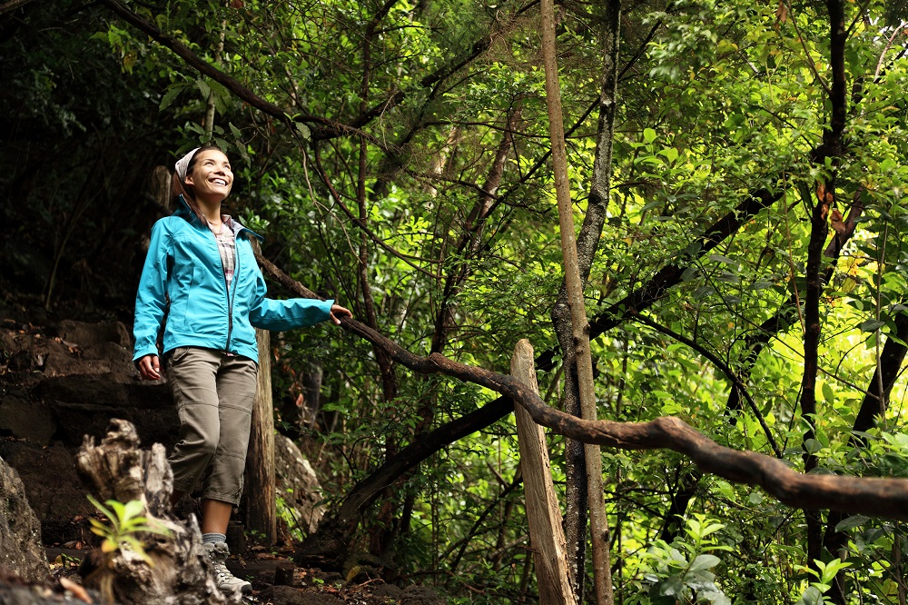 Los Tilos Laurel Forest, La Palma, Kanárské ostrovy